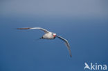 Roodsnavelkeerkringvogel (Phaethon aethereus)