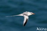 Red-billed Tropicbird (Phaethon aethereus)