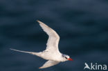 Red-billed Tropicbird (Phaethon aethereus)