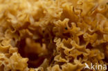 Wood Cauliflower (Sparassis crispa)