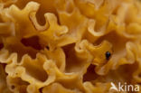 Grote sponszwam (Sparassis crispa)