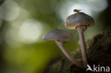 Porcelain fungus (Oudemansiella mucida)