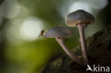 Porcelain fungus (Oudemansiella mucida)