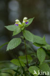 Large-flowered Hemp-nettle (Galeopsis speciosa)