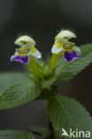 Large-flowered Hemp-nettle (Galeopsis speciosa)