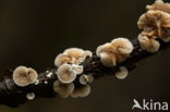 Variable Oysterling (Crepidotus variabilis)