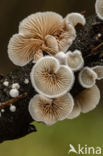 Variable Oysterling (Crepidotus variabilis)