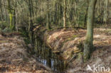 ditch