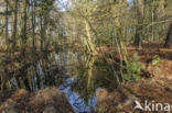 ditch