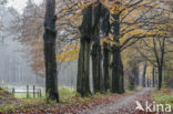 Beech (Fagus sylvatica)