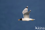 Reuzenzwartkopmeeuw (Larus ichthyaetus)