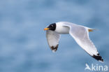 Reuzenzwartkopmeeuw (Larus ichthyaetus)