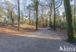 Baarnse Bos