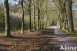 Beech (Fagus sylvatica)