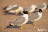 Reuzenzwartkopmeeuw (Larus ichthyaetus)