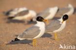 Great Black-headed Gull (Larus ichthyaetus)