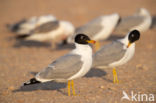 Reuzenzwartkopmeeuw (Larus ichthyaetus)