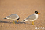 Reuzenzwartkopmeeuw (Larus ichthyaetus)