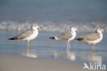 Reuzenzwartkopmeeuw (Larus ichthyaetus)