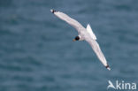 Reuzenzwartkopmeeuw (Larus ichthyaetus)