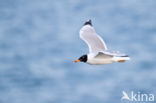 Reuzenzwartkopmeeuw (Larus ichthyaetus)