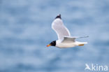 Reuzenzwartkopmeeuw (Larus ichthyaetus)