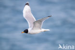 Reuzenzwartkopmeeuw (Larus ichthyaetus)