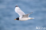 Reuzenzwartkopmeeuw (Larus ichthyaetus)