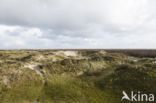 Nationaal park Schiermonnikoog