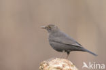 Merel (Turdus merula)