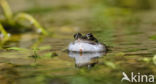 Common Frog (Rana temporaria)