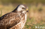 Buizerd (Buteo buteo)