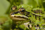 Grote groene kikker