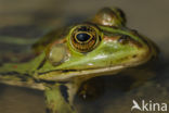 Lake Frog (Rana ridibunda