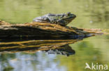 Grote groene kikker