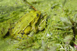 Kleine groene kikker