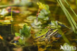 Lake Frog (Rana ridibunda