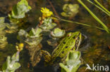 Grote groene kikker