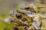 Common Frog (Rana temporaria)