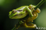 Europese boomkikker (Hyla arborea)