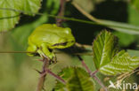 Europese boomkikker (Hyla arborea)