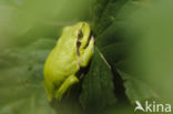 Europese boomkikker (Hyla arborea)