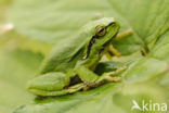 Europese boomkikker (Hyla arborea)