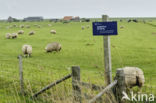 Domestic Texel sheep (Ovis aries)