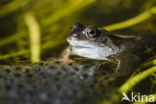 Common Frog (Rana temporaria)