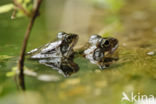 Common Frog (Rana temporaria)