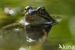 Common Frog (Rana temporaria)