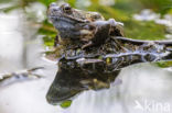 Common Frog (Rana temporaria)