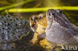 Common Frog (Rana temporaria)