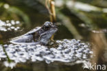 Bruine kikker (Rana temporaria)